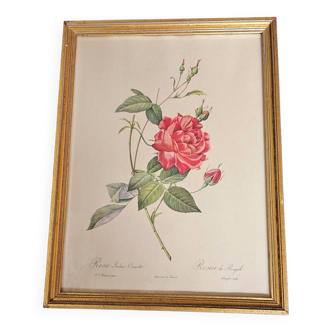 Bengal Rose Frame pj Redouté
