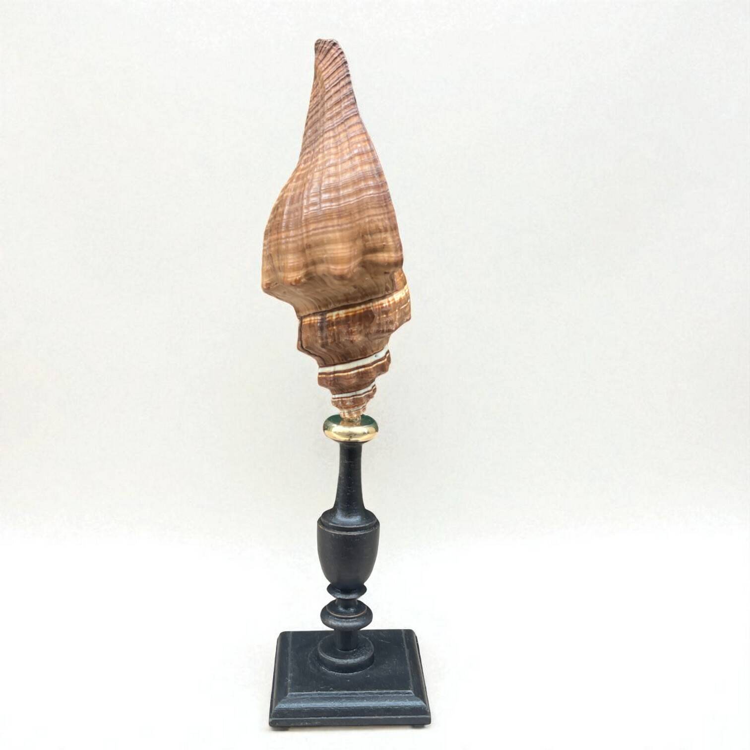 Ancien coquillage Pugilina sur socle en bois tourné - cabinet de curiosités