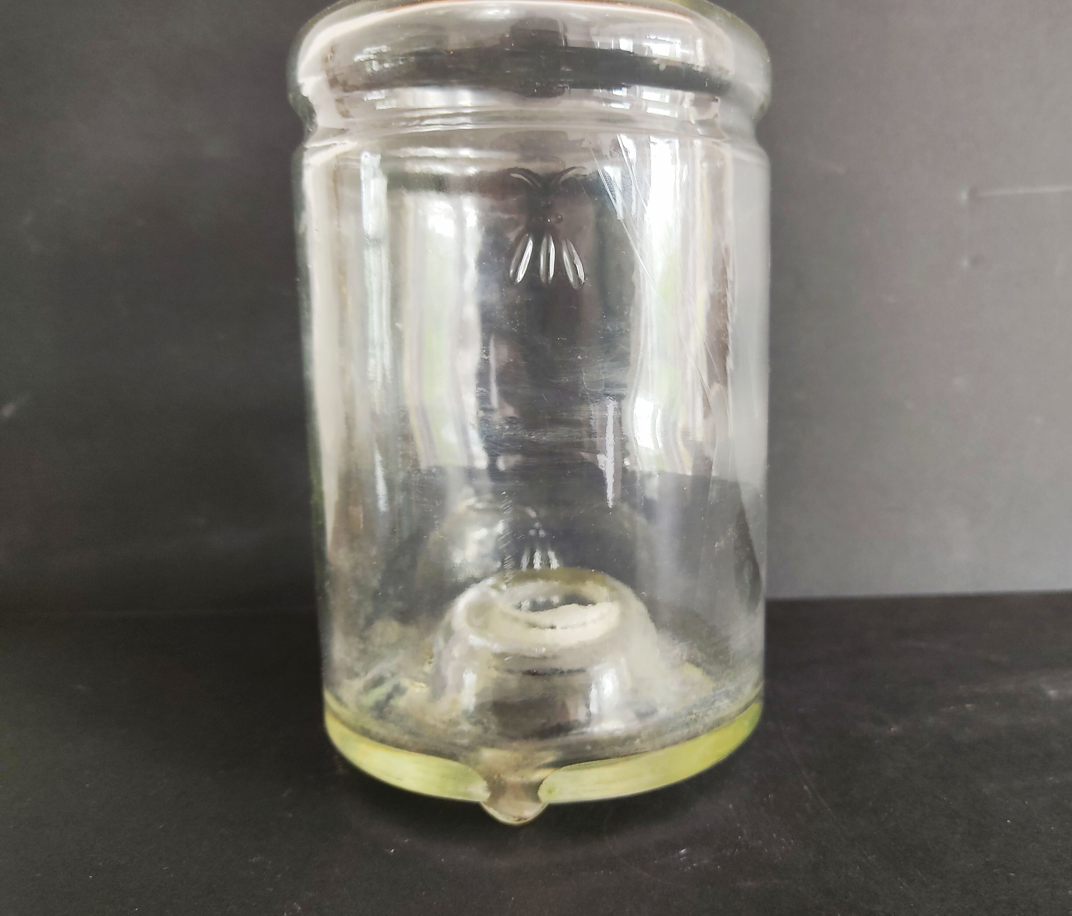 Flies and wasps gap early 20th