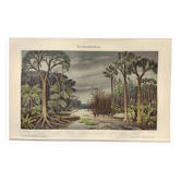 Petite gravure pédagogique de 1909 - Flore du Carbonifère  - Planche ancienne allemande