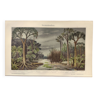 Petite gravure pédagogique de 1909 - Flore du Carbonifère  - Planche ancienne allemande
