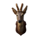 Deer hunting trophy