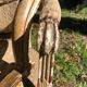 Paire de fauteuils