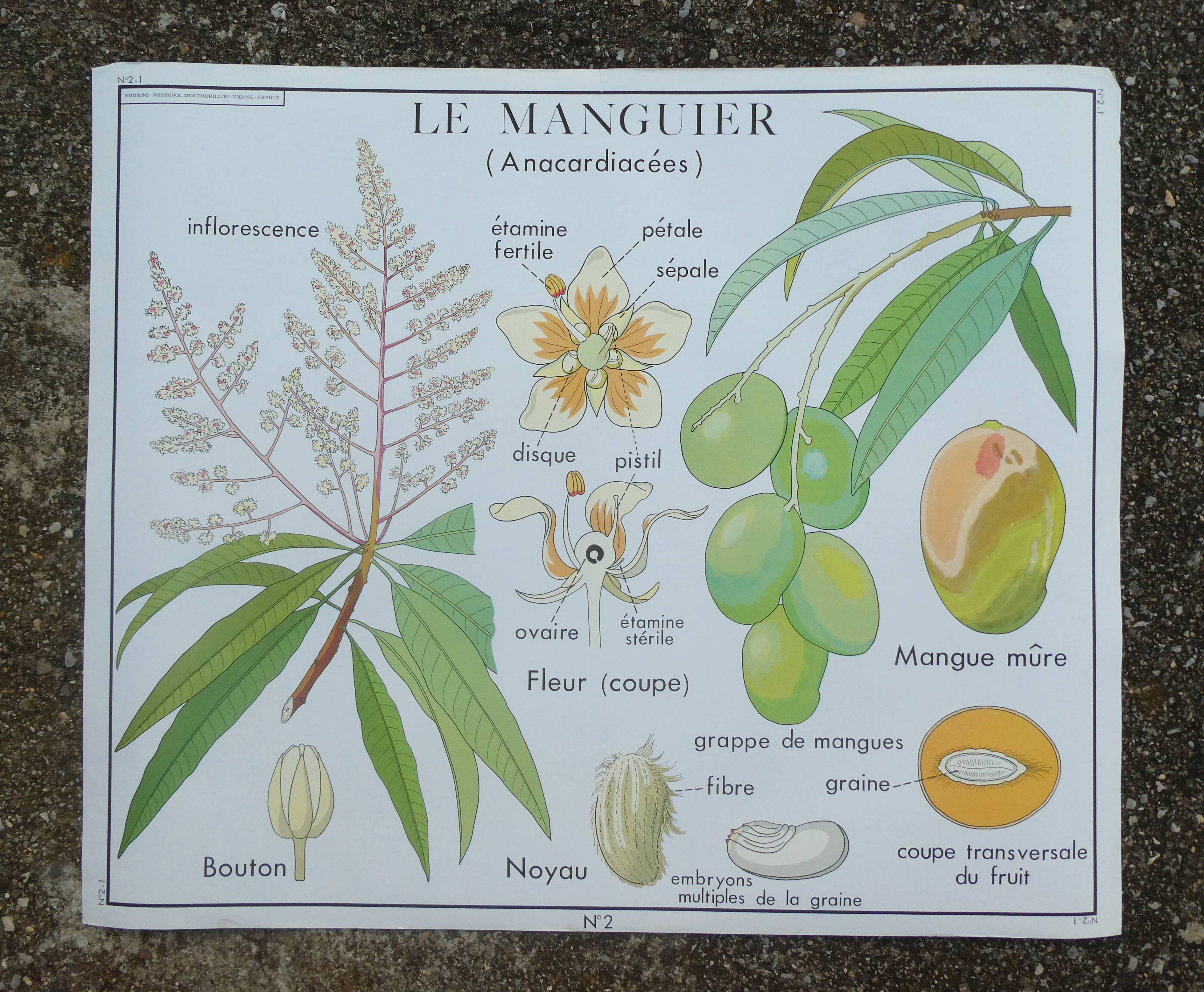 Rossignol educational poster "The cotton and the mango tree" vintage.