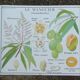 Rossignol educational poster "The cotton and the mango tree" vintage.