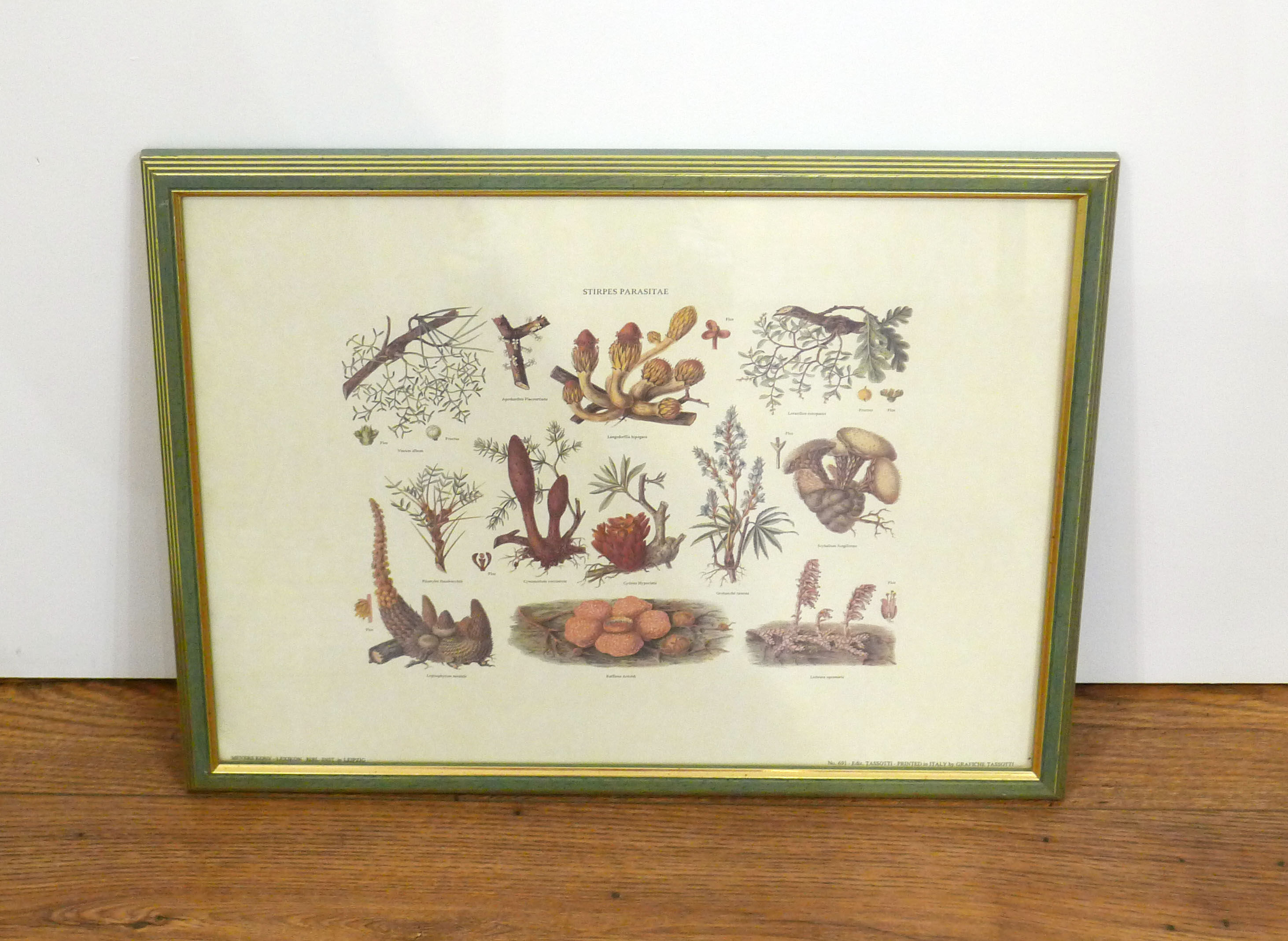 Mushrooms engraving board framed