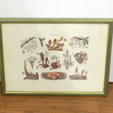 Mushrooms engraving board framed