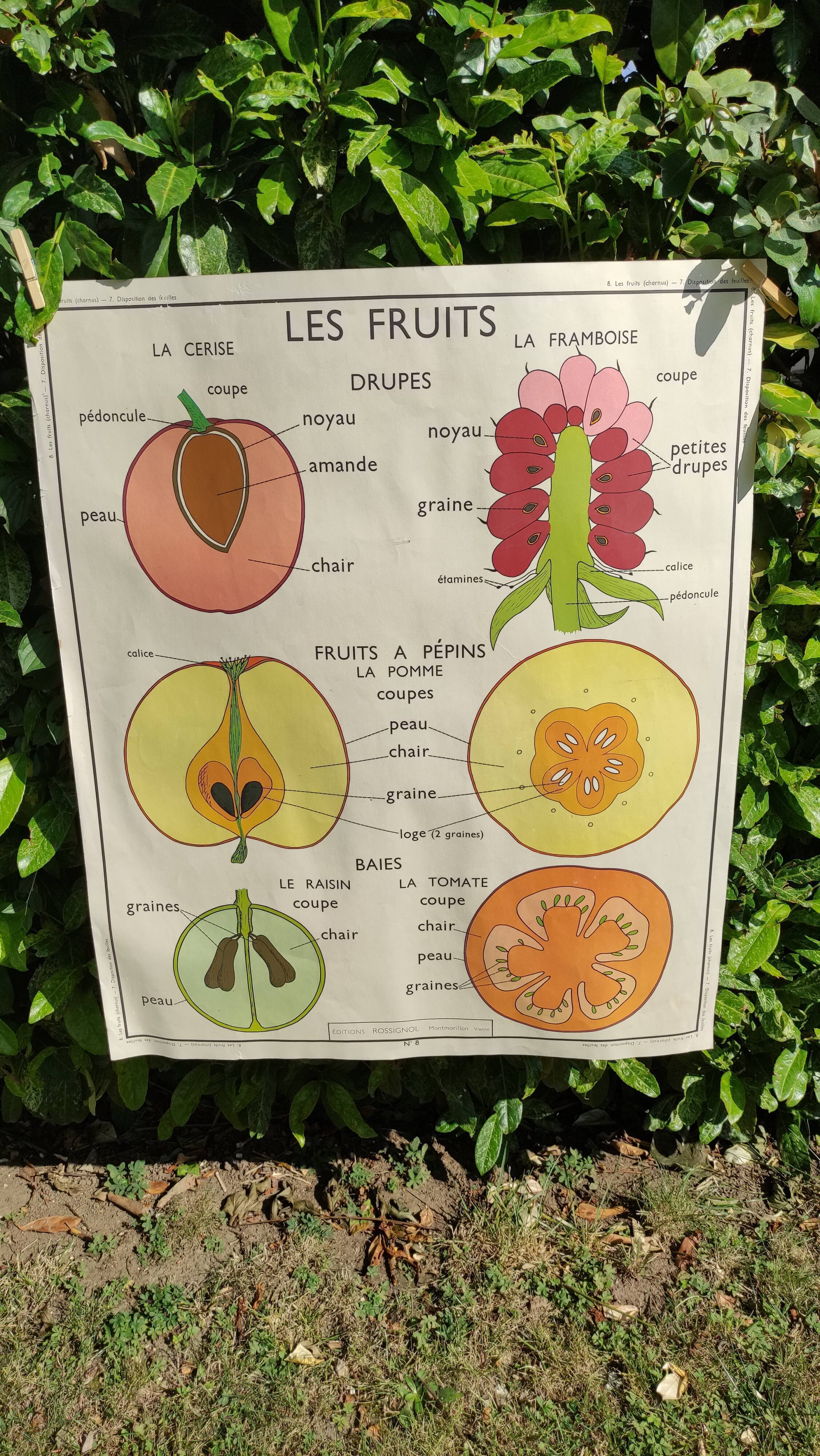 Affiche botanique scolaire Montmorillon 7 & 8