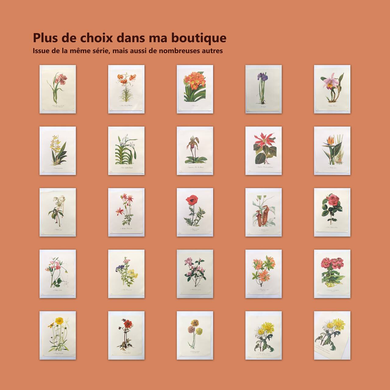 Vintage botanical plate from 1962 - Honeycomb Chrysanthemum - Plant engraving - Watercolor M.Rollinat