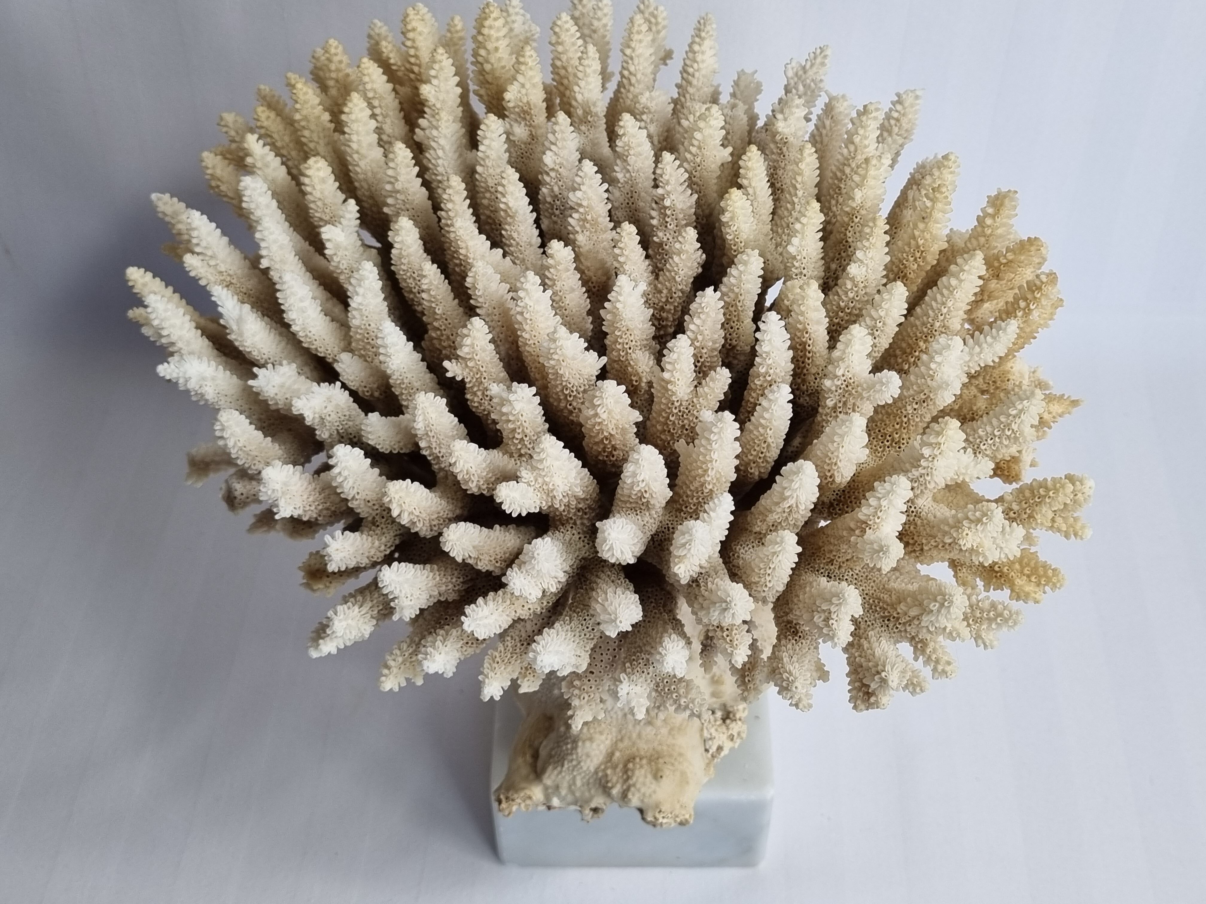 Old white coral Acropore on marble base, 25 cm