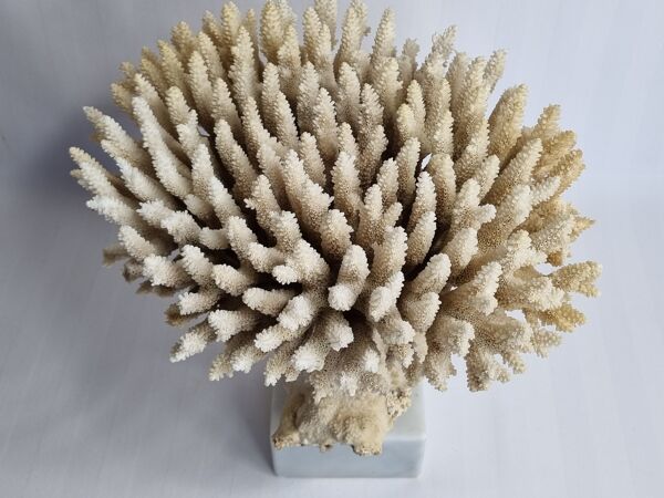 Ancien corail blanc Acropore sur socle en marbre, 25 cm