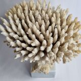 Ancien corail blanc Acropore sur socle en marbre, 25 cm