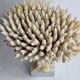 Old white coral Acropore on marble base, 25 cm