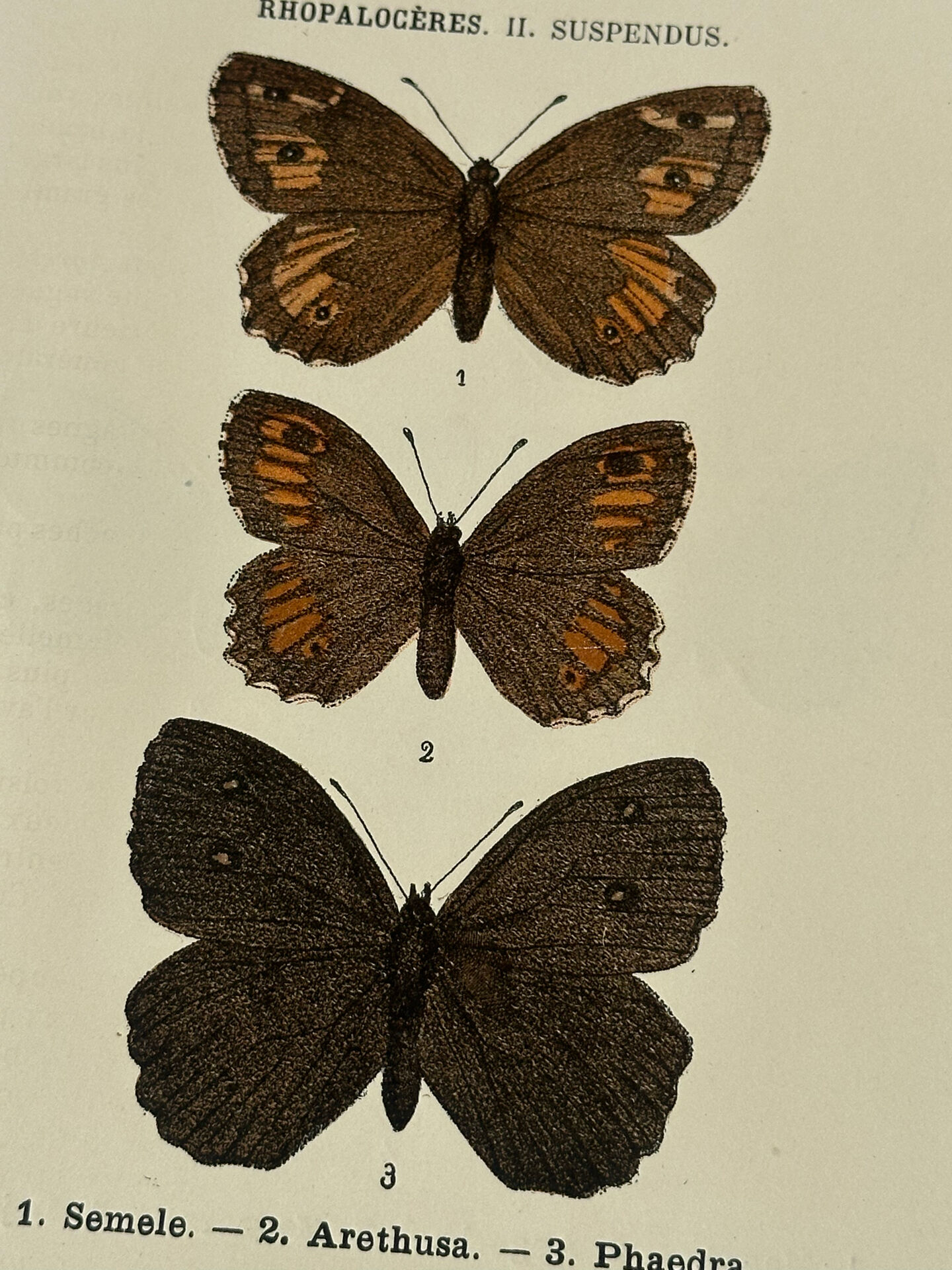 🦋 Botanical Plate Engraving of a Butterfly, 19th Century Naturalist