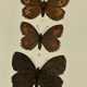 🦋 Botanical Plate Engraving of a Butterfly, 19th Century Naturalist