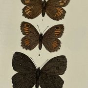 Planche Botanique Gravure Papillon naturaliste ancienne 19eme