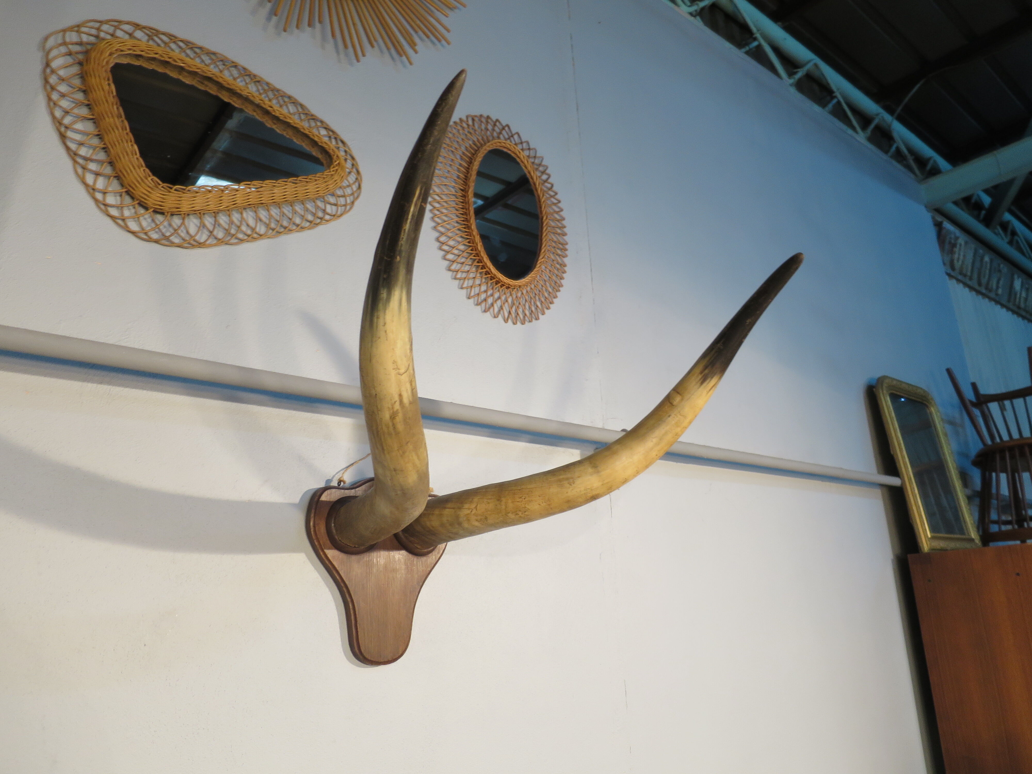 Trophy pair of horns