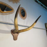 Trophy pair of horns