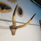 Trophy pair of horns