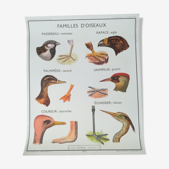 Educational poster Rossignol "Families of birds and viper and lizard"