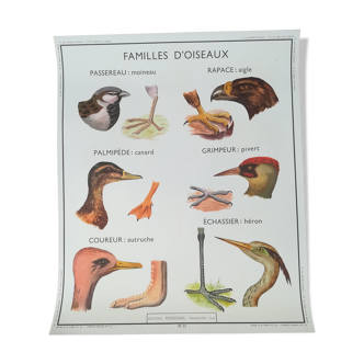Educational poster Rossignol "Families of birds and viper and lizard"