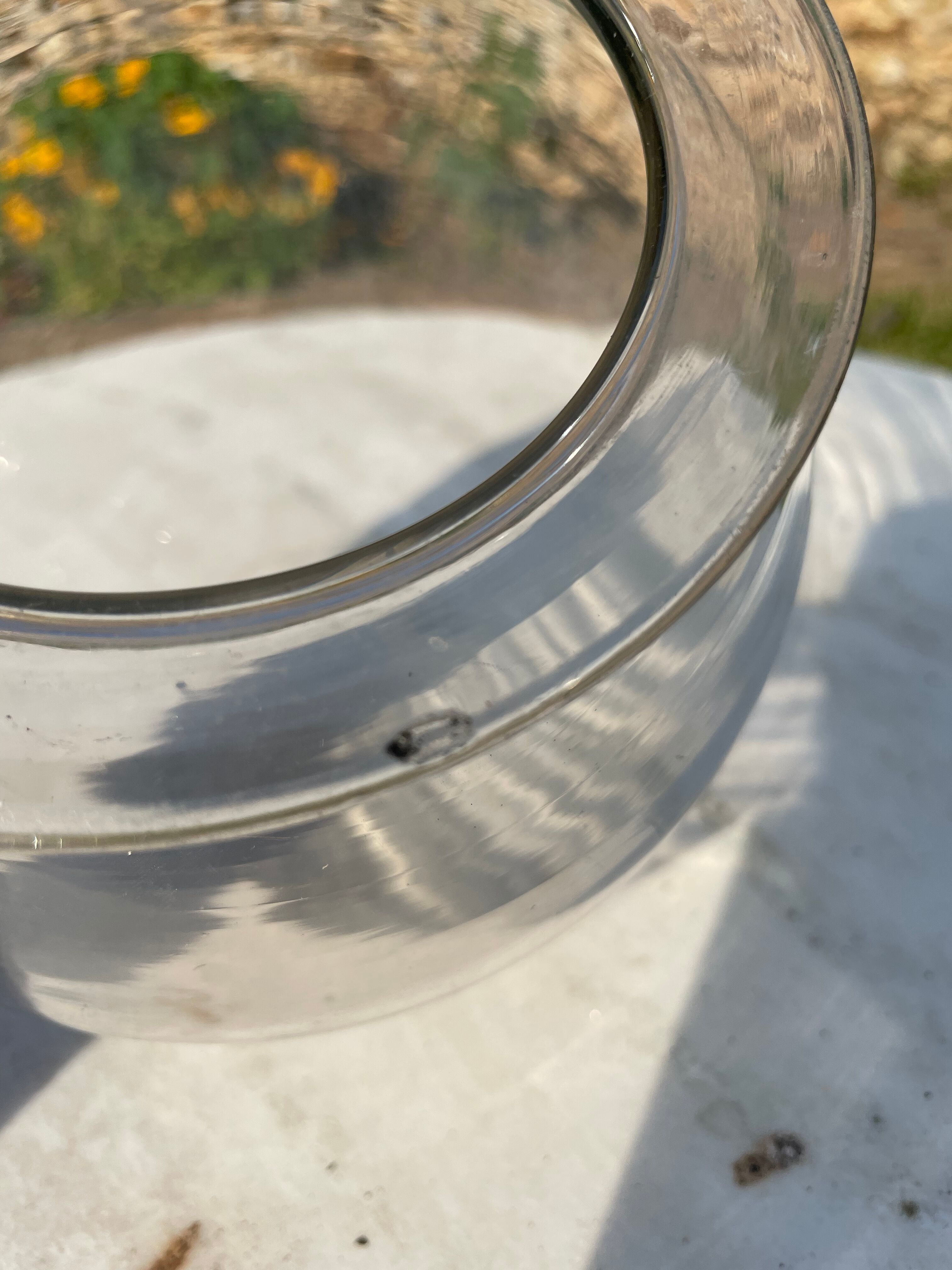 Old pharmacy leeches vase.