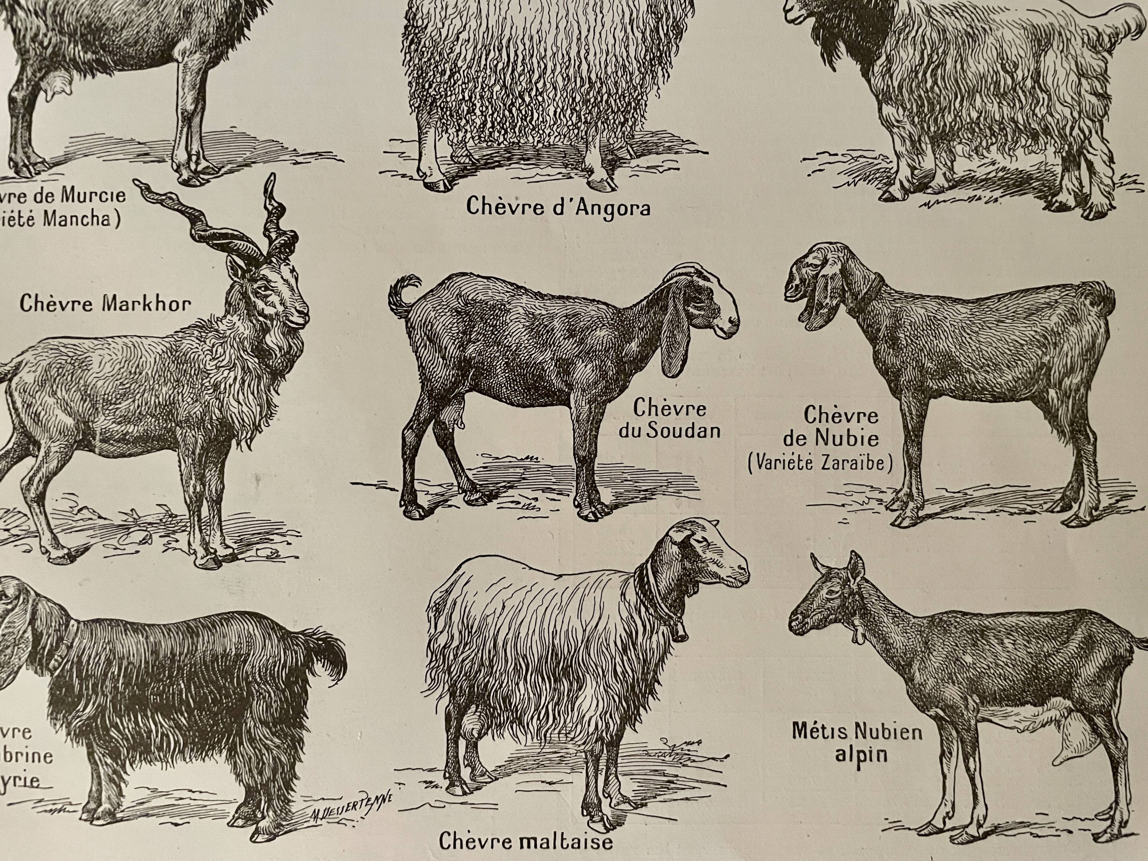 Lithographie sur les chèvres - 1920