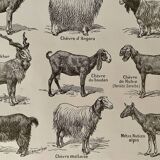 Lithograph on goats - 1920