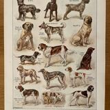 Lithograph on dogs - 1920