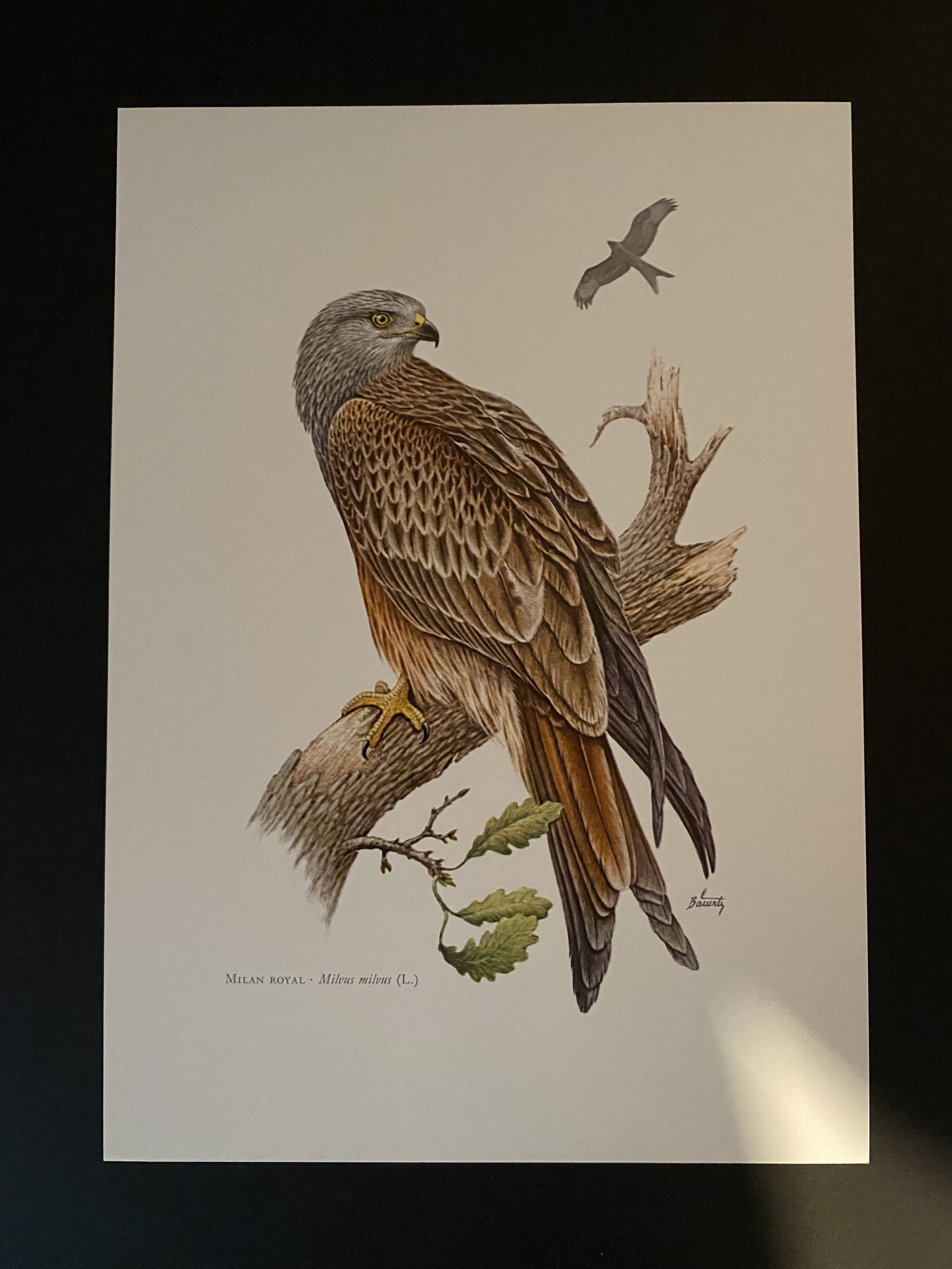 Planche ornithologique ancienne – Milan royal