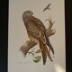 Planche ornithologique ancienne – Milan royal
