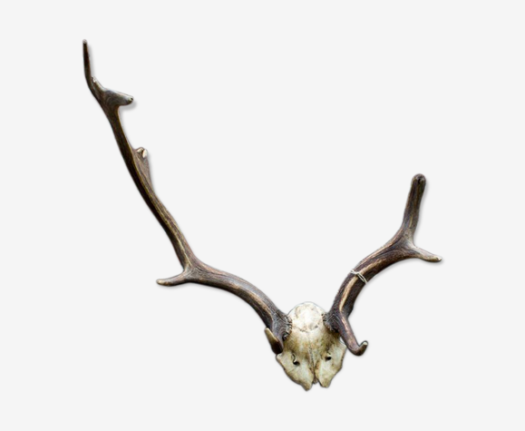 Bois de daim decorative