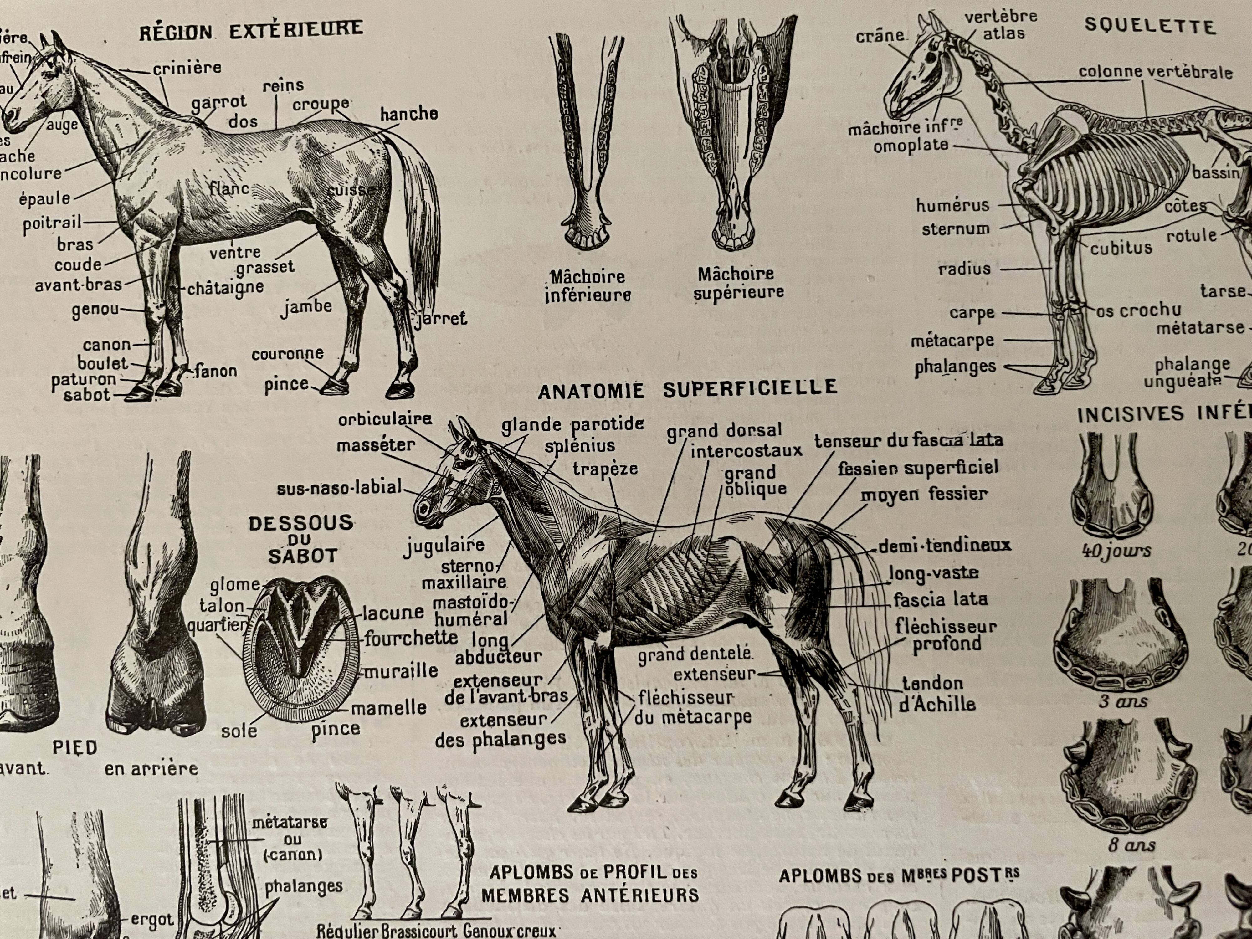 Lithograph on the horse - 1900