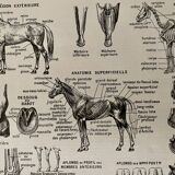 Lithograph on the horse - 1900