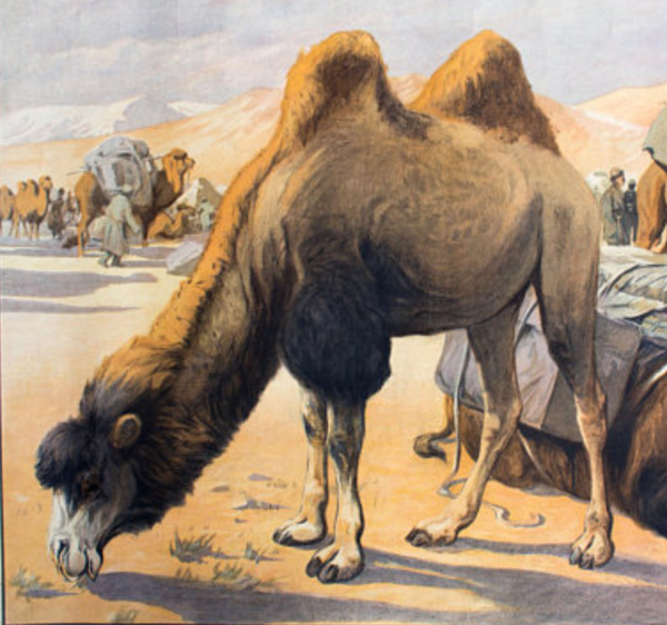 Affiche de chameau éducatif 1891