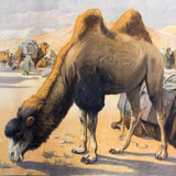 Educational camel poster 1891