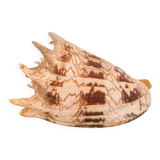 Large seashell: Imperial volute / Cymbiola imperialis