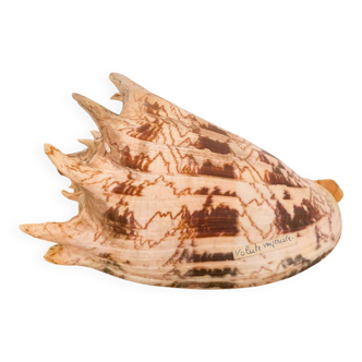 Large seashell: Imperial volute / Cymbiola imperialis