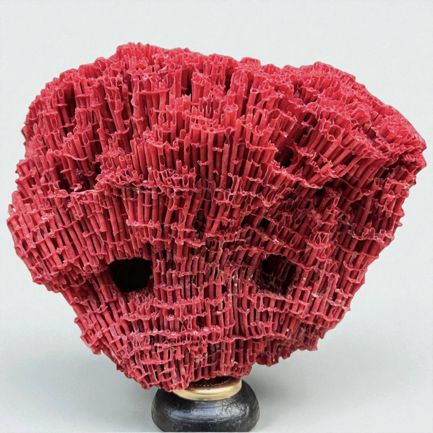 Antique red coral organ Tubipora musica on a wooden base, late 19th century