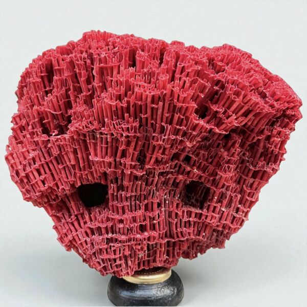 Ancien corail rouge orgue Tubipora musica sur socle en bois fin XIXe