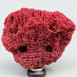 Antique red coral organ Tubipora musica on a wooden base, late 19th century