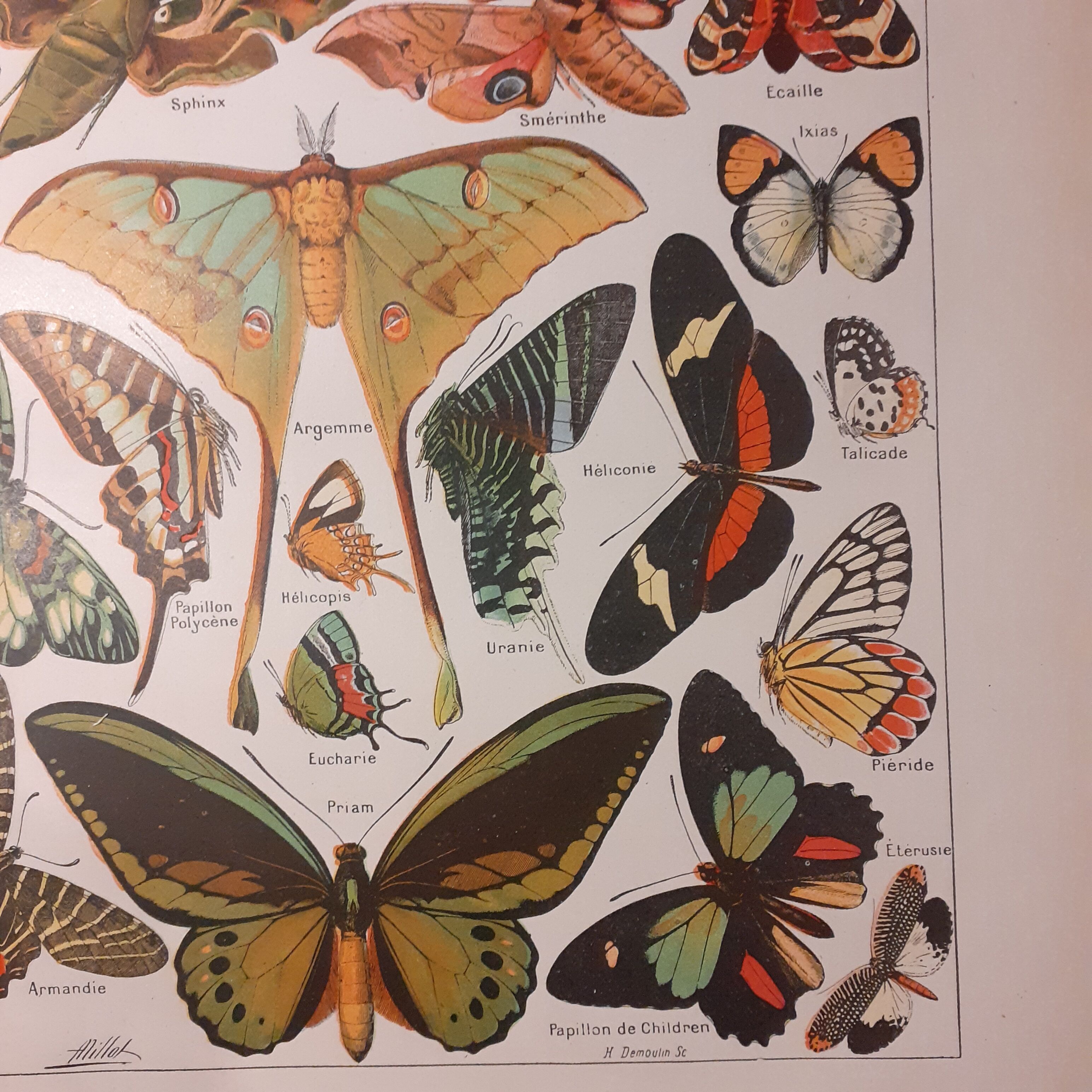 Lithograph on butterflies from 1922