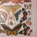 Lithograph on butterflies from 1922