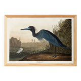Poster about the little blue egret, based on an old engraving from 1827.