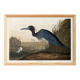 Poster about the little blue egret, based on an old engraving from 1827.