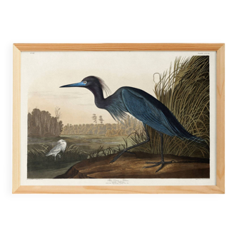 Poster about the little blue egret, based on an old engraving from 1827.