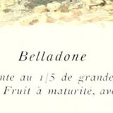 Ancient botanical plank the belladonna from the Journal of Practical Agriculture