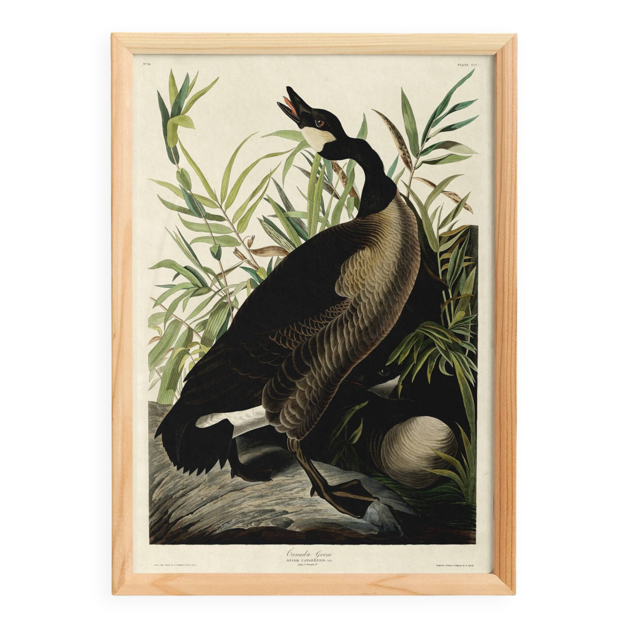 Poster about the “Canada Goose”, based on an old engraving from 1827.