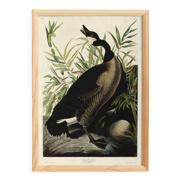 Affiche sur “l’Oie du Canada”, d’après une gravure ancienne de 1827.