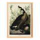 Poster about the “Canada Goose”, based on an old engraving from 1827.